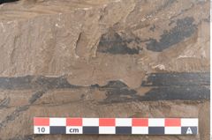 Foto (Detailansicht) von Quercus drymeja Unger (NHMW-GEO-2024-0188-8056b)